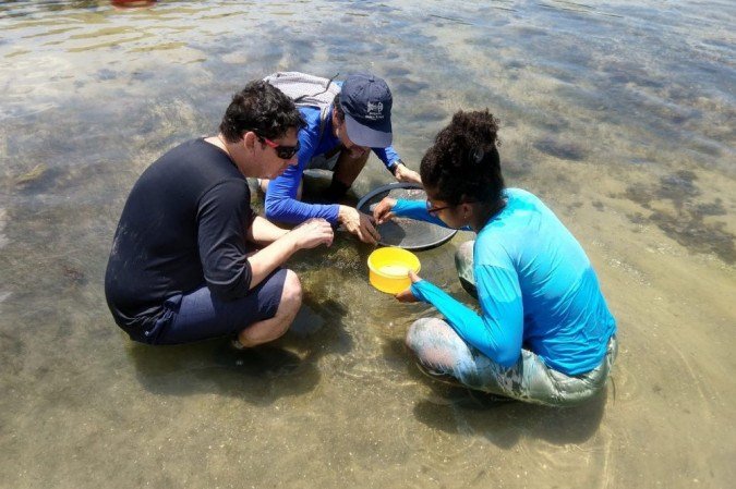Pesquisadores analisaram amostras de camarões recolhidas em instrumentos que eram parecidos com armadilhas que foram colocadas nas regiões de Suape e Praia dos Carneiros, em Pernambuco