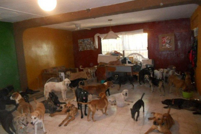 animais resgatados no méxico 