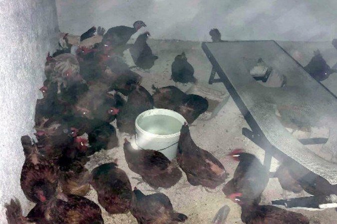 animais resgatados no méxico 