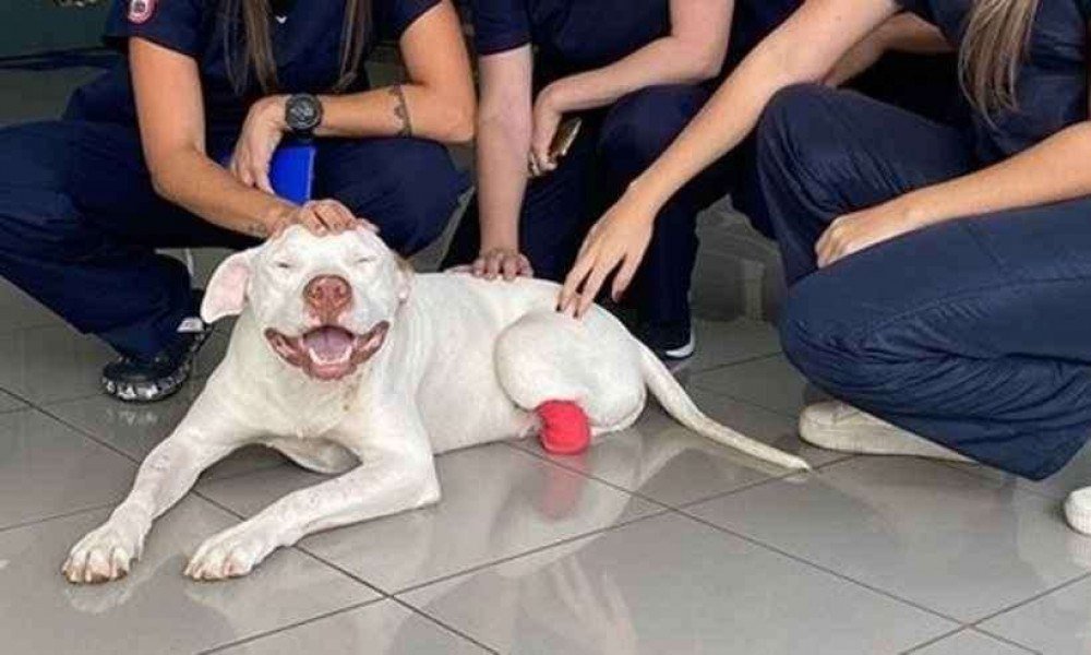 Pitbull Sansão, que teve as patas decepadas, é internado novamente