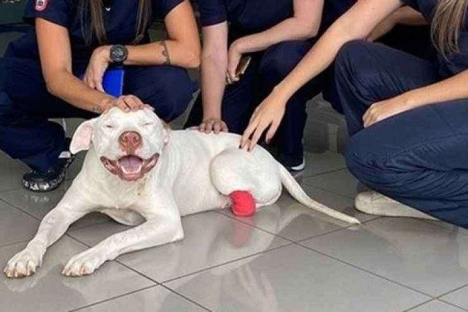 (crédito: Hospital Veterinário Arnaldo/ Divulgação) (crédito: Hospital Veterinário Arnaldo/ Divulgação)