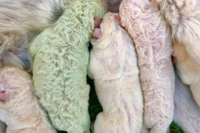  (crédito: redes sociais )