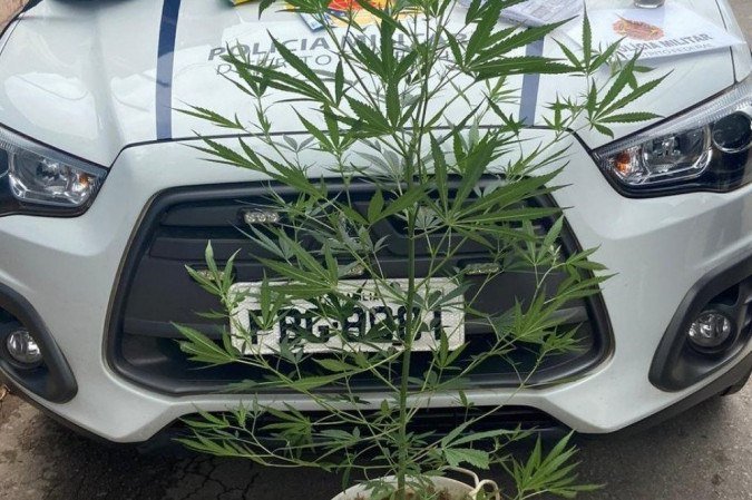 Jovem cultivava pé de maconha em casa - (crédito: PMDF/Divulgação) Jovem cultivava pé de maconha em casa - (crédito: PMDF/Divulgação)