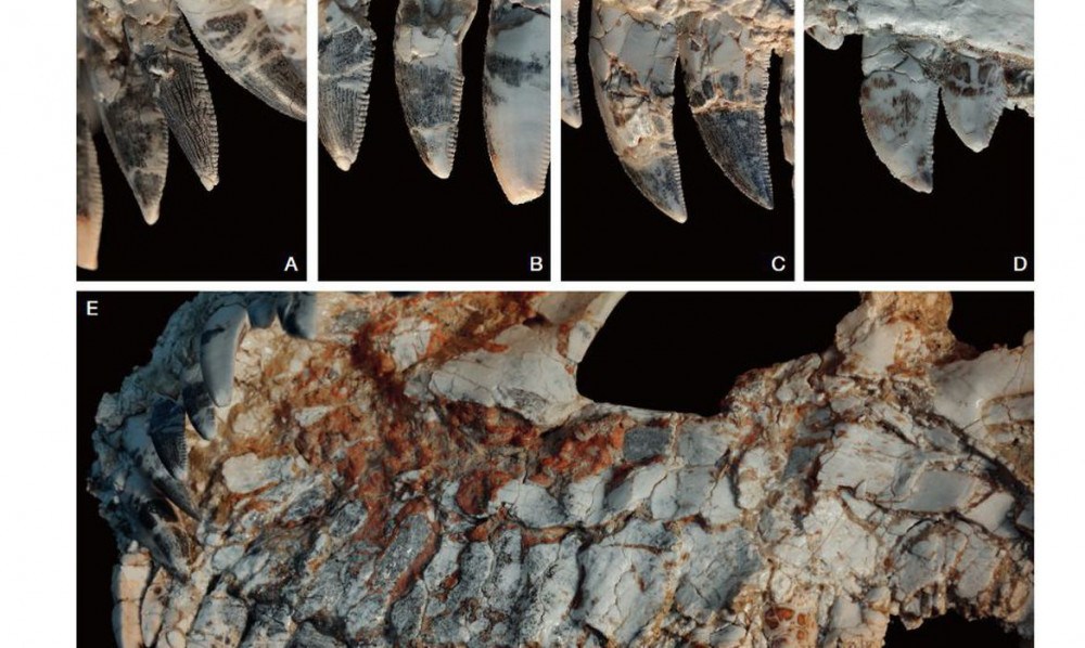 MG: Fóssil de dinossauro 