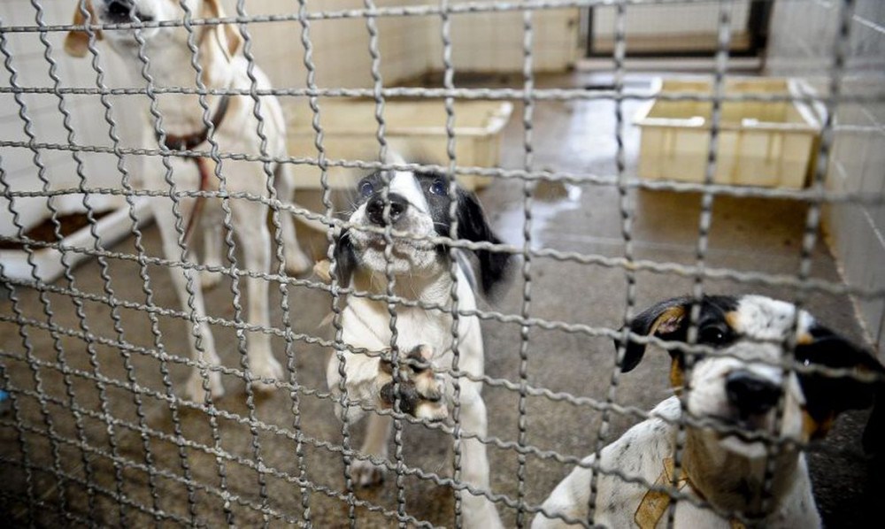 Adoção e abandono de animais domésticos aumentam durante a pandemia