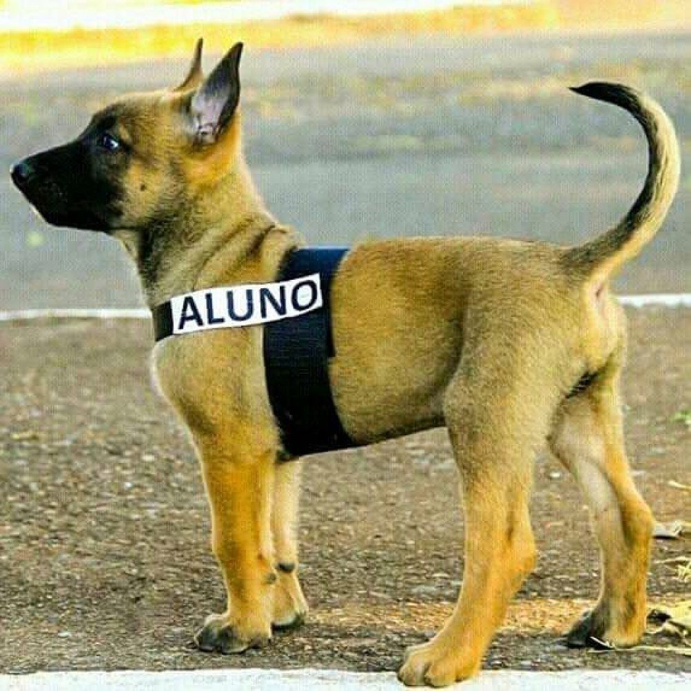 Oito filhotes de cachorro são treinados para atuar na PMDF 