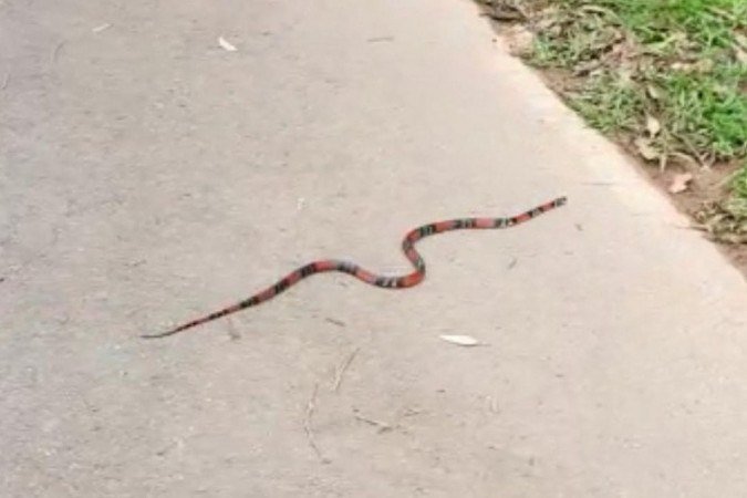 A mulher filmou a cobra e continuou caminhando - (crédito: Arquivo pessoal) A mulher filmou a cobra e continuou caminhando - (crédito: Arquivo pessoal)