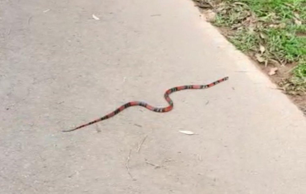 Mulher encontra cobra durante caminhada no Parque de Águas Claras 
