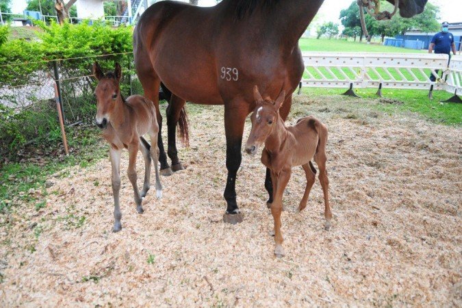 Casal de irmãos é raro na corporação