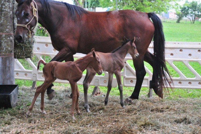 Casal de irmÃ£os Ã© raro na corporaÃ§Ã£o