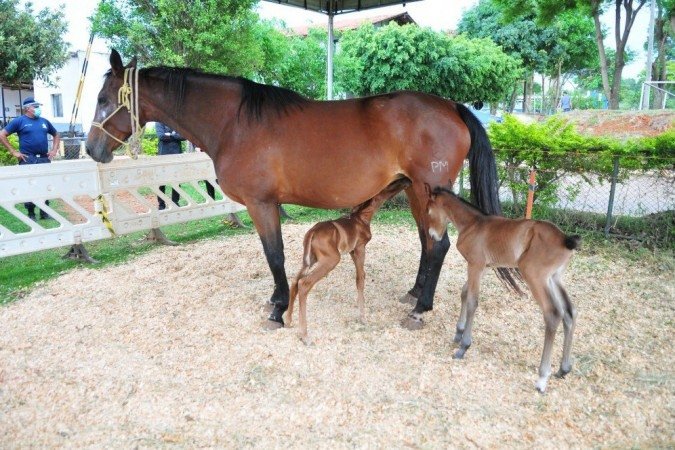Casal de irmãos é raro na corporação -  (crédito: Joel Rodrigues / Agência Brasília)