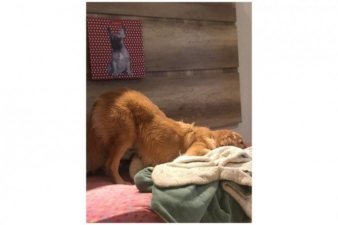 Um dos primeiros sintomas da verminose manifestado por Malu foi a posição de prece, como mostra a foto 