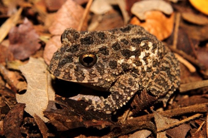 O animal foi devolvido ao lago de onde foi tirado depois que o funcionário do quiosque se recusou a fritá-lo  -  (crédito: Bruno Tayar Marinho do Nascimento/Divulgacao)