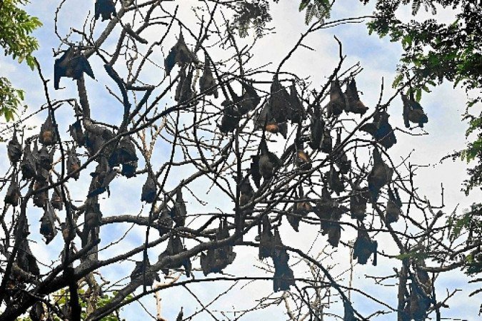  (crédito: Romeo GACAD/AFP - 8/8/20 )