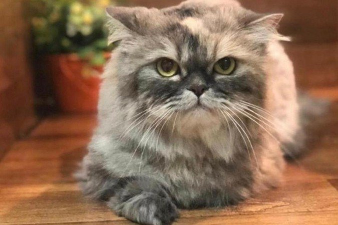  (crédito: Material cedido ao Correio)