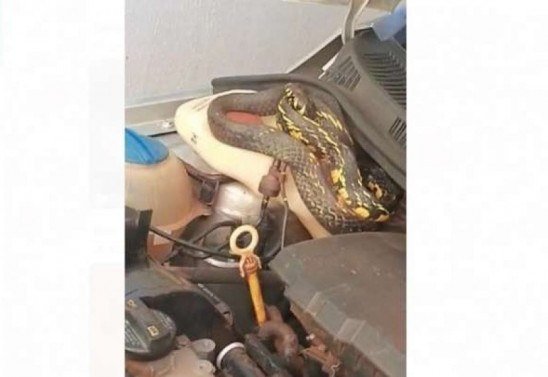 Corpo de Bombeiros/ Divulgação