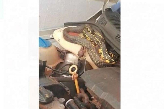  (crédito: Corpo de Bombeiros/ Divulgação)