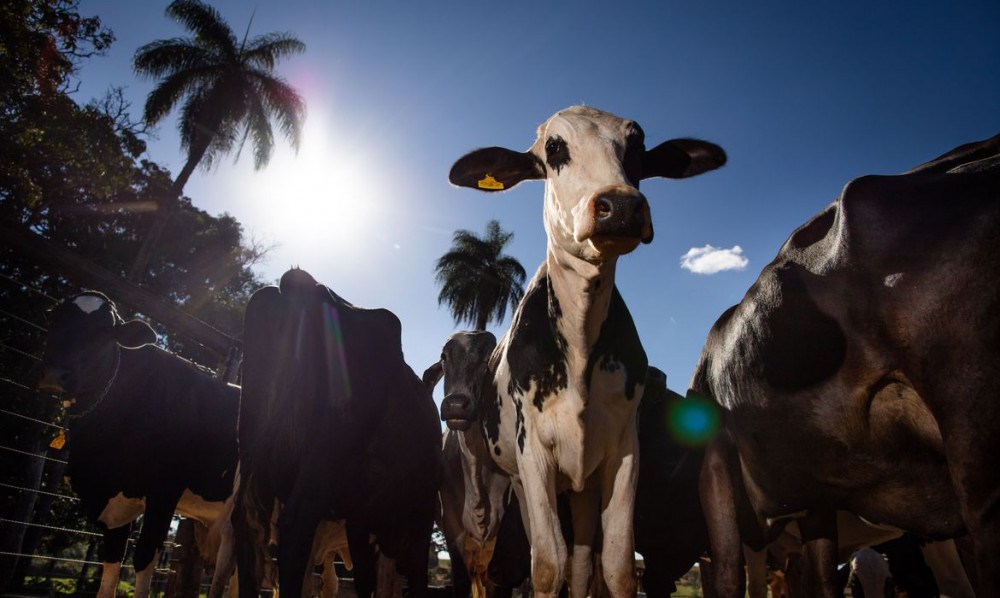 Começa hoje a segunda etapa da vacinação contra febre aftosa