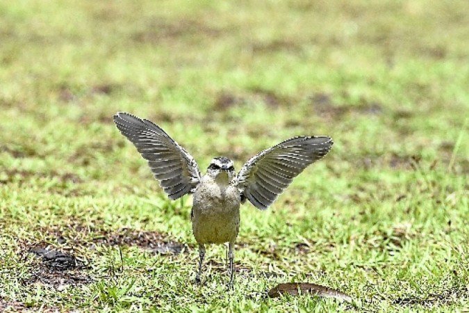  (crédito: Minervino J?nior/CB/D.A Press              )