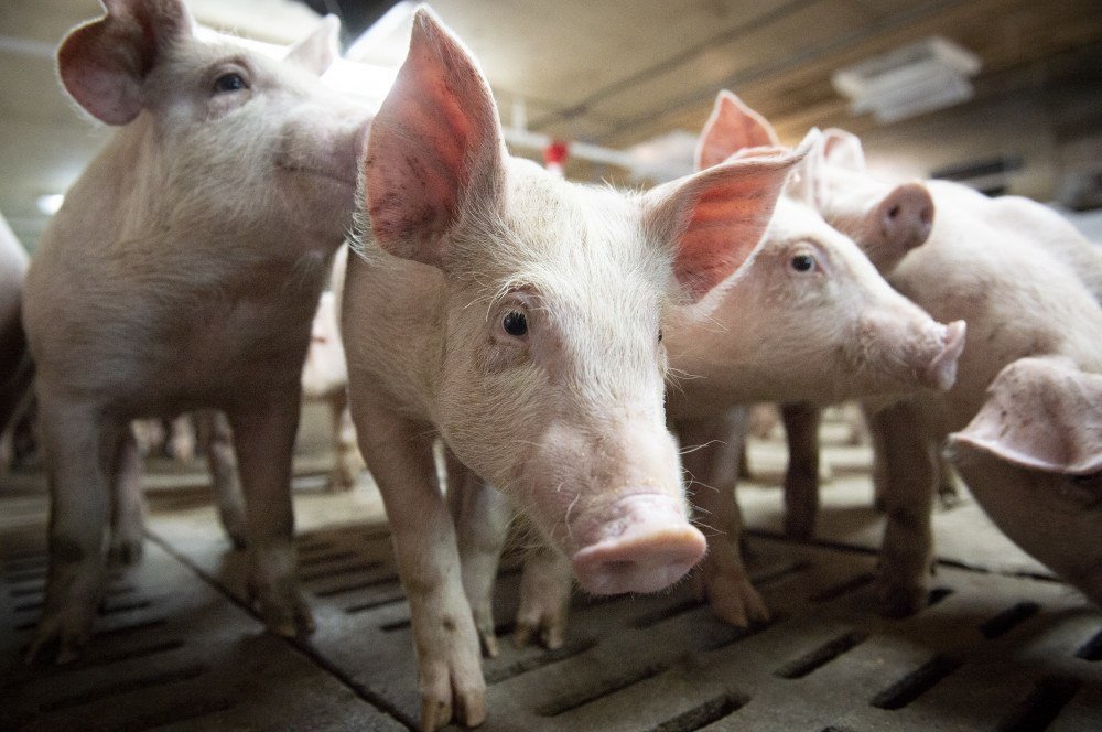 Pesquisa restaura a função de células de porcos uma hora após a morte