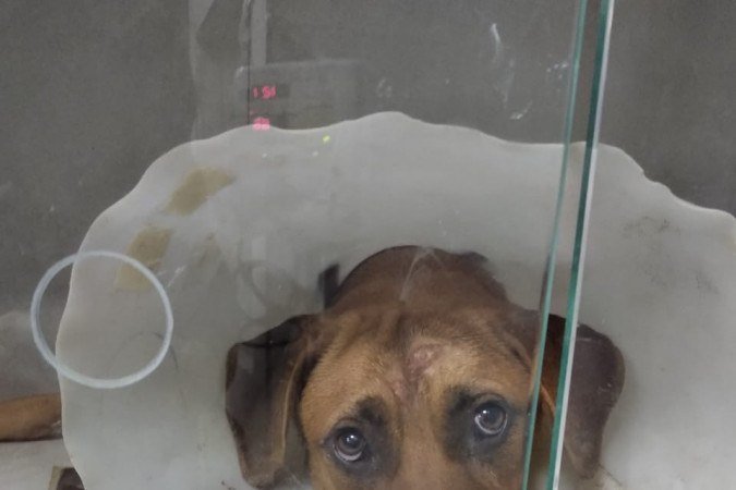 Cachorrinha passou para operação e deve receber alta nesta quinta-feira (5/11) -  (crédito: Arquivo Pessoal )