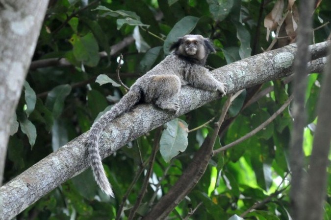 Macacos saguis são encontrados mortos em Floriano, Piauí, e suspeita é de  intoxicação, Piauí