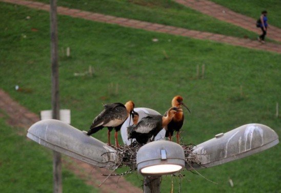 Marcelo Ferreira/CB/D.A Press