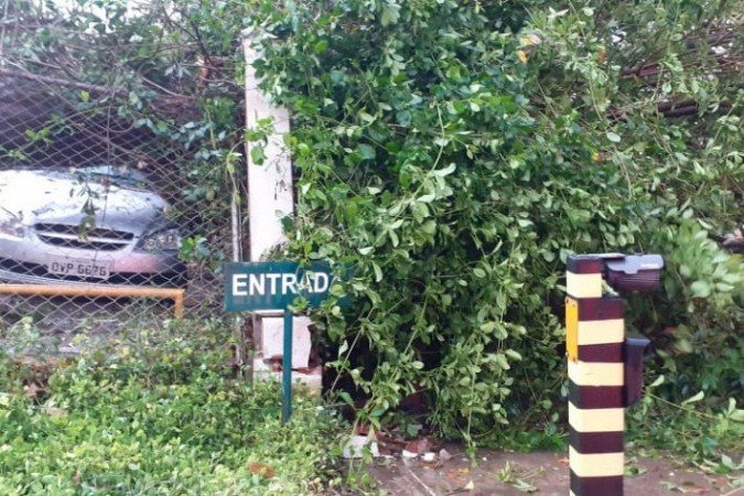 Árvore cai por cima de carro no Lago Norte