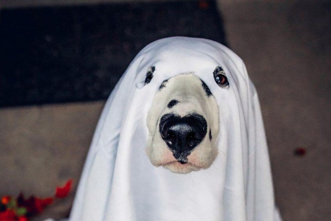 Dálmata com coração no nariz 