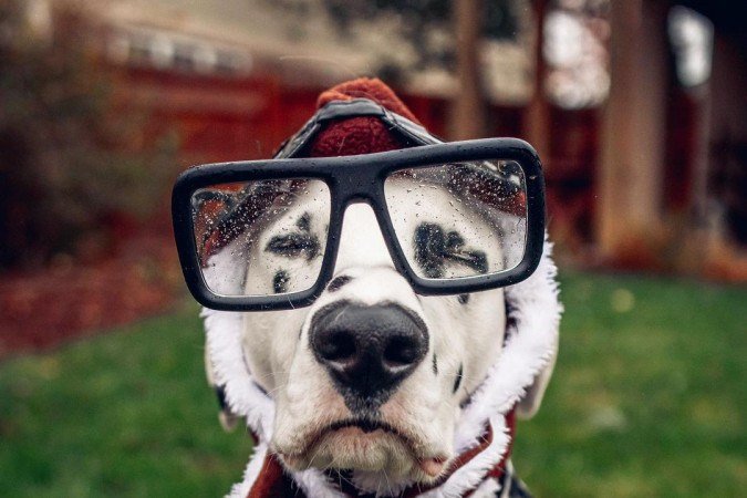 Dálmata com coração no nariz 