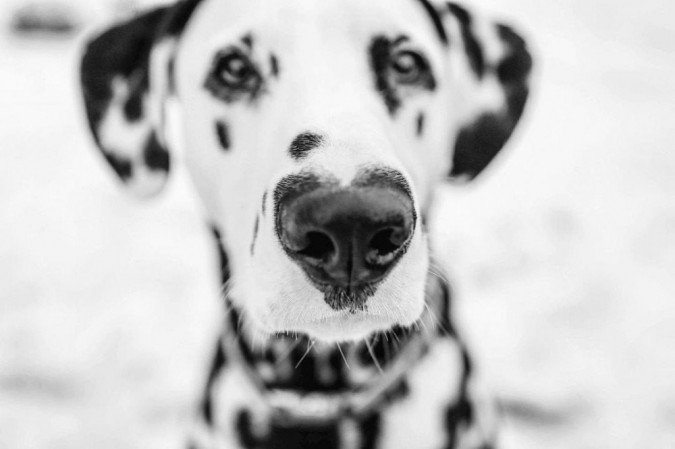 Dálmata com coração no nariz 