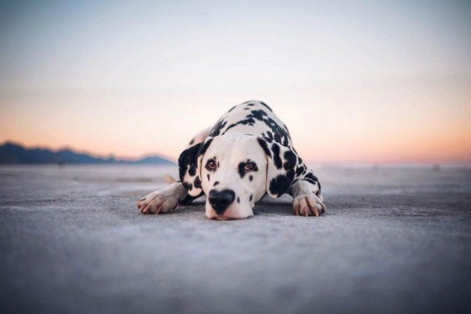  (crédito: @hi.wiley )