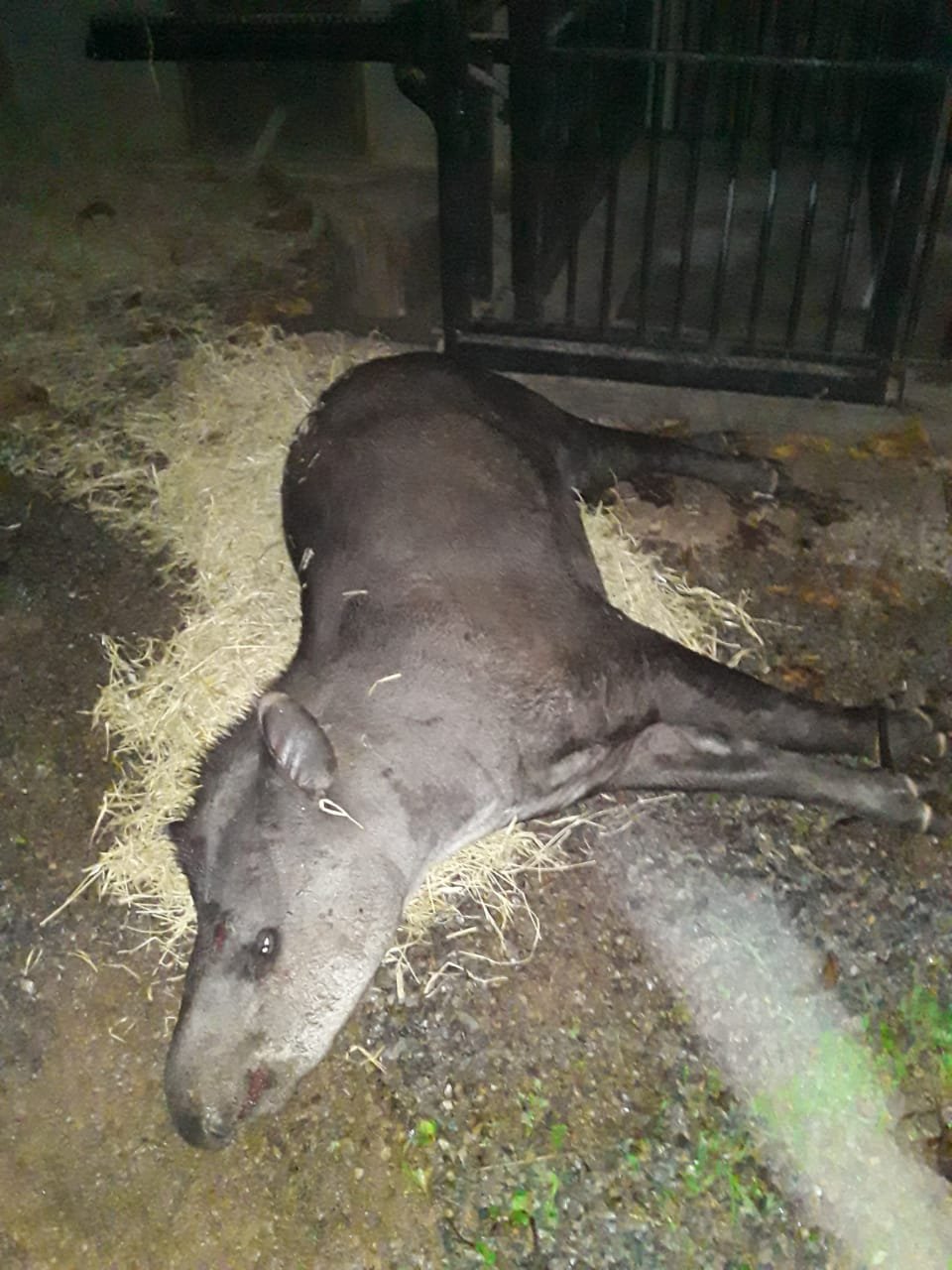 Anta &eacute; resgatada &agrave;s margens da EPIA pelo Batalh&atilde;o Ambiental da PMDF