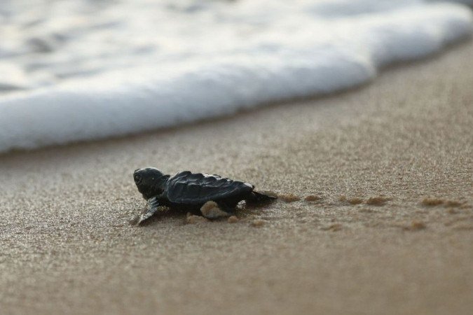  (crédito: Fernando Frazão/Agência Brasil)