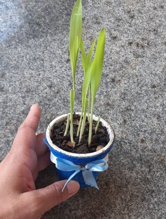 Escola propõe atividades de educação ambiental aos alunos, e tudo é compartilhado pelo Instagram @ec15deceilandia