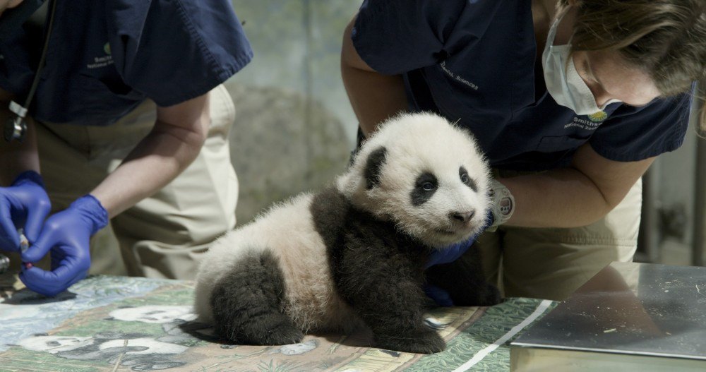 Bebê panda do zoo de Washington ganha nome: 