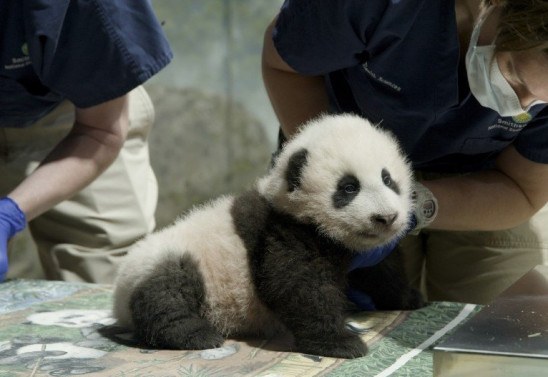 Handout / Smithsonian's National Zoo / AFP