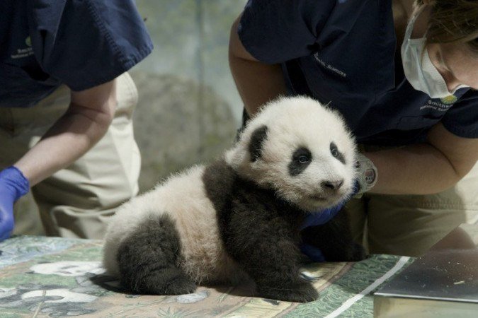 (crédito: Handout / Smithsonian's National Zoo / AFP) (crédito: Handout / Smithsonian's National Zoo / AFP)