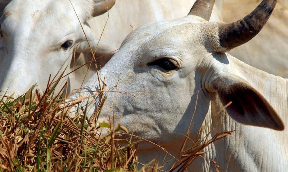 MJ leiloa 434 cabeças de gado usado para lavagem de dinheiro 