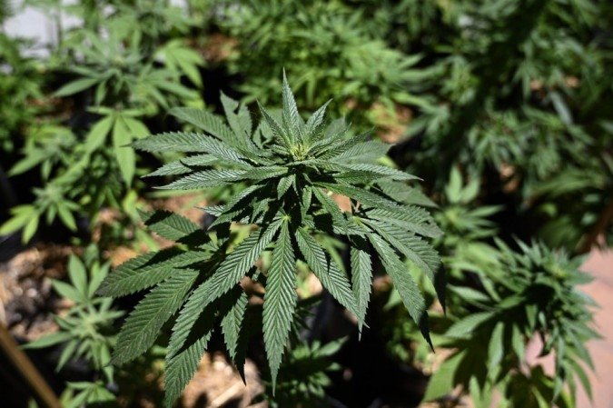 Com a lei aprovada, será possível ainda a implementação de medidas para baratear os medicamentos de Cannabis, como redução de impostos estaduais sobre os produtos importados e incentivos fiscais para laboratórios se instalarem no DF - (crédito: JUAN MABROMATA / AFP) Com a lei aprovada, será possível ainda a implementação de medidas para baratear os medicamentos de Cannabis, como redução de impostos estaduais sobre os produtos importados e incentivos fiscais para laboratórios se instalarem no DF - (crédito: JUAN MABROMATA / AFP)