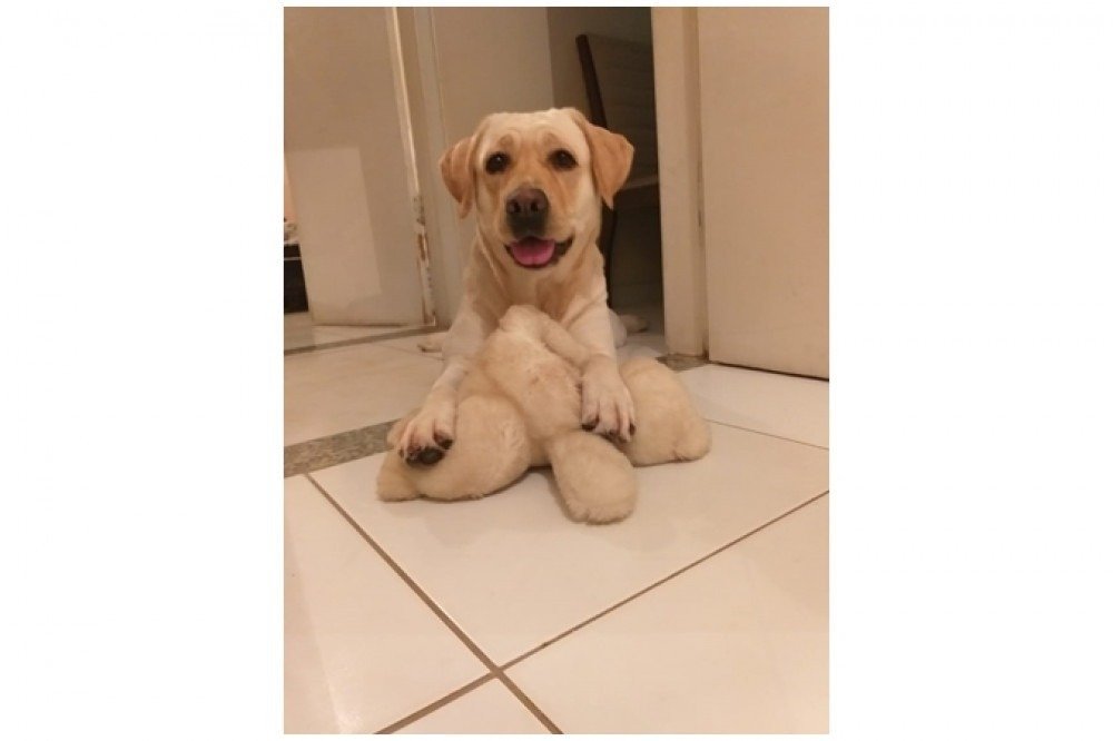 Dedetização segura: como se livrar de pragas sem prejudicar o pet