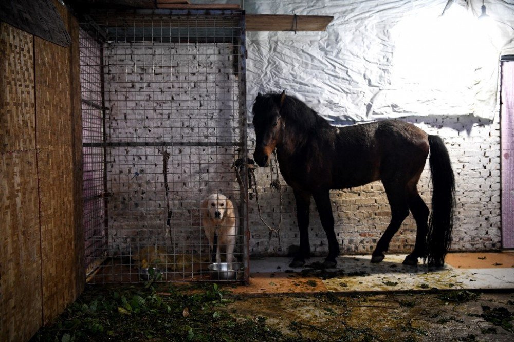 Cientistas criam teste que identifica doença de Lyme em cavalos