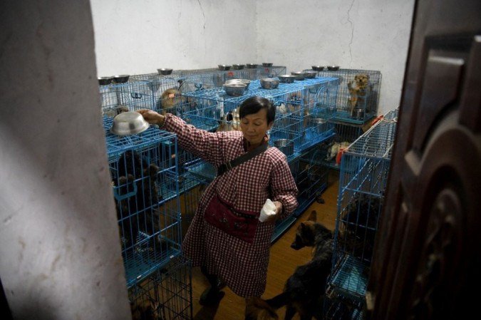 Wen Junhong caminhando dentro de uma sala cheia de gaiolas contendo cães resgatados em sua casa compartilhada com animais resgatados em Chongqing, sudoeste da China.  -  (crédito: NOEL CELIS / AFP)
