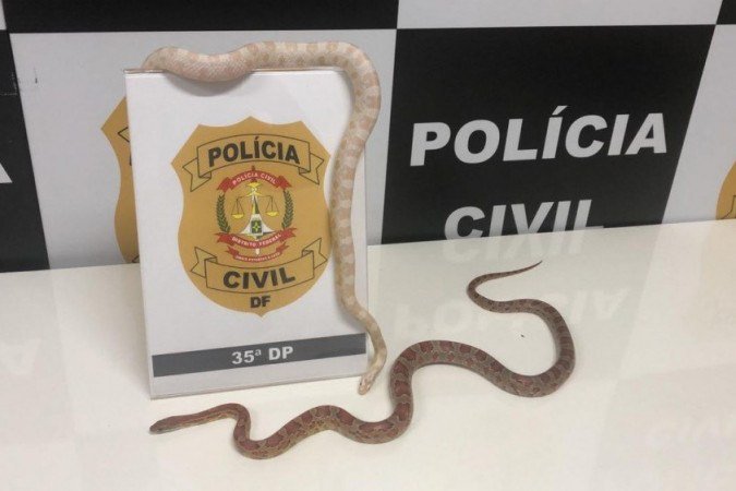 (crédito: PCDF/Divulgação) (crédito: PCDF/Divulgação)