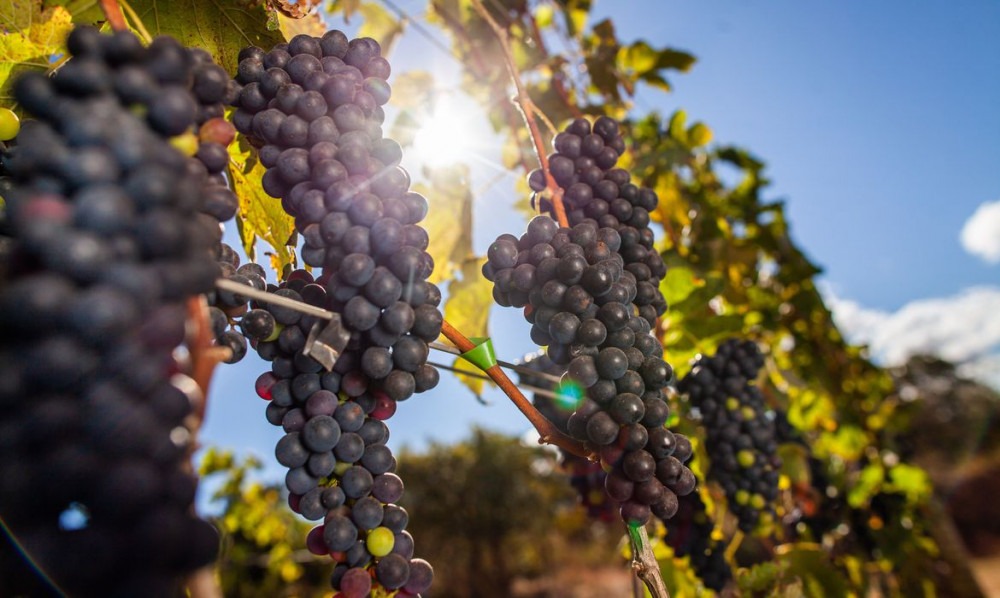 140 toneladas de uvas passas contaminadas são interceptadas pela Vigilância Agropecuária