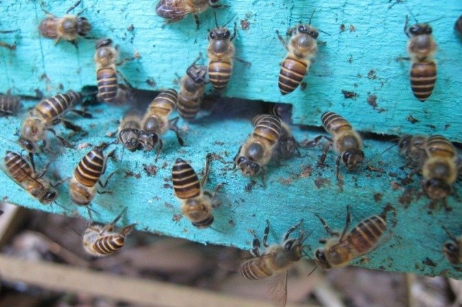  (crédito: Heather Mattila / PLOS One / AFP)