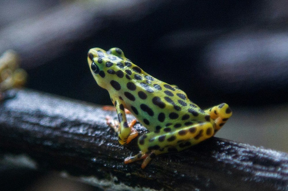 Fungo mortal ameaça anfíbios, alerta entidade ambientalista