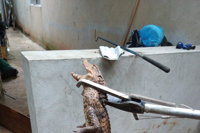  (crédito: Batalhão Ambiental da PMDF)