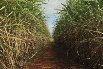 Terão direito à subvenção produtores independentes, pessoas físicas ou jurídicas, que forneçam cana a usinas, destilarias ou cooperativas localizadas na Região Nordeste - Terão direito à subvenção produtores independentes, pessoas físicas ou jurídicas, que forneçam cana a usinas, destilarias ou cooperativas localizadas na Região Nordeste -