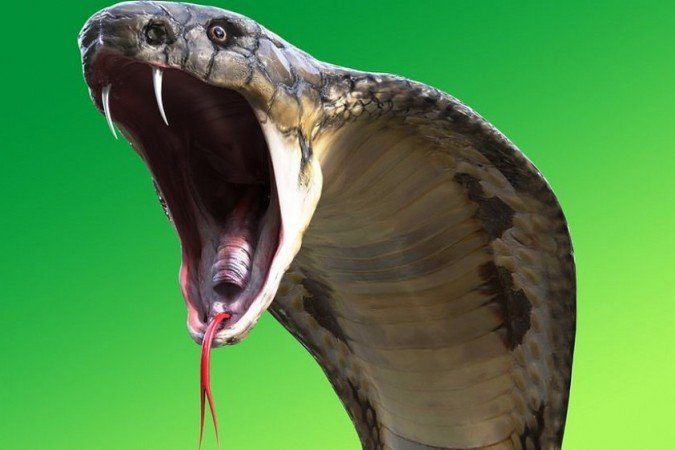 Já ouviu falar no 'efeito cobra'? - Já ouviu falar no 'efeito cobra'? -